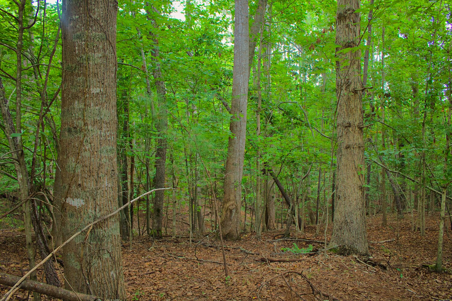 wooded lot 110 in Clearwater Creek