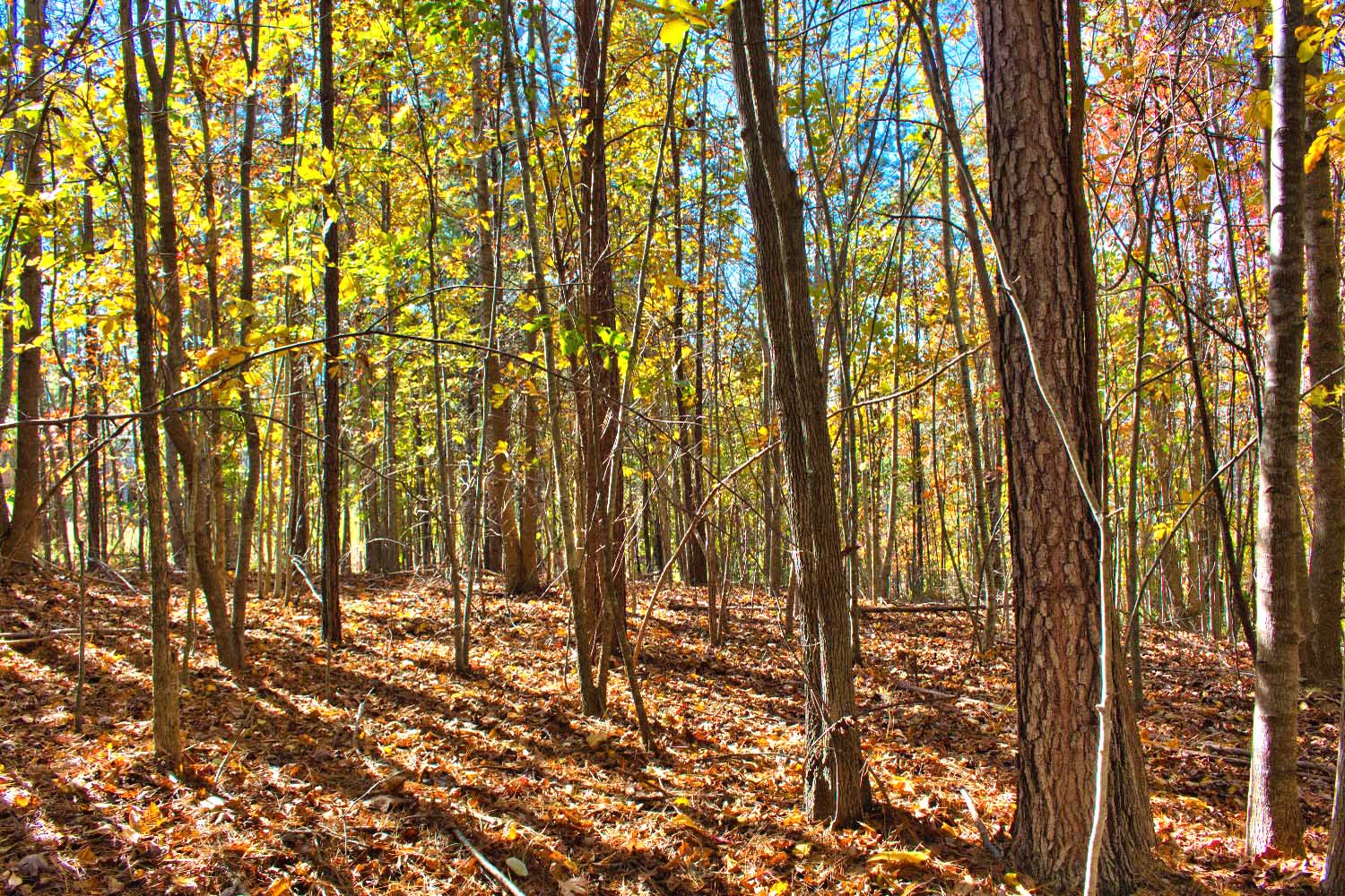 gently sloped, wooded land in Clearwater Creek mls 4320333