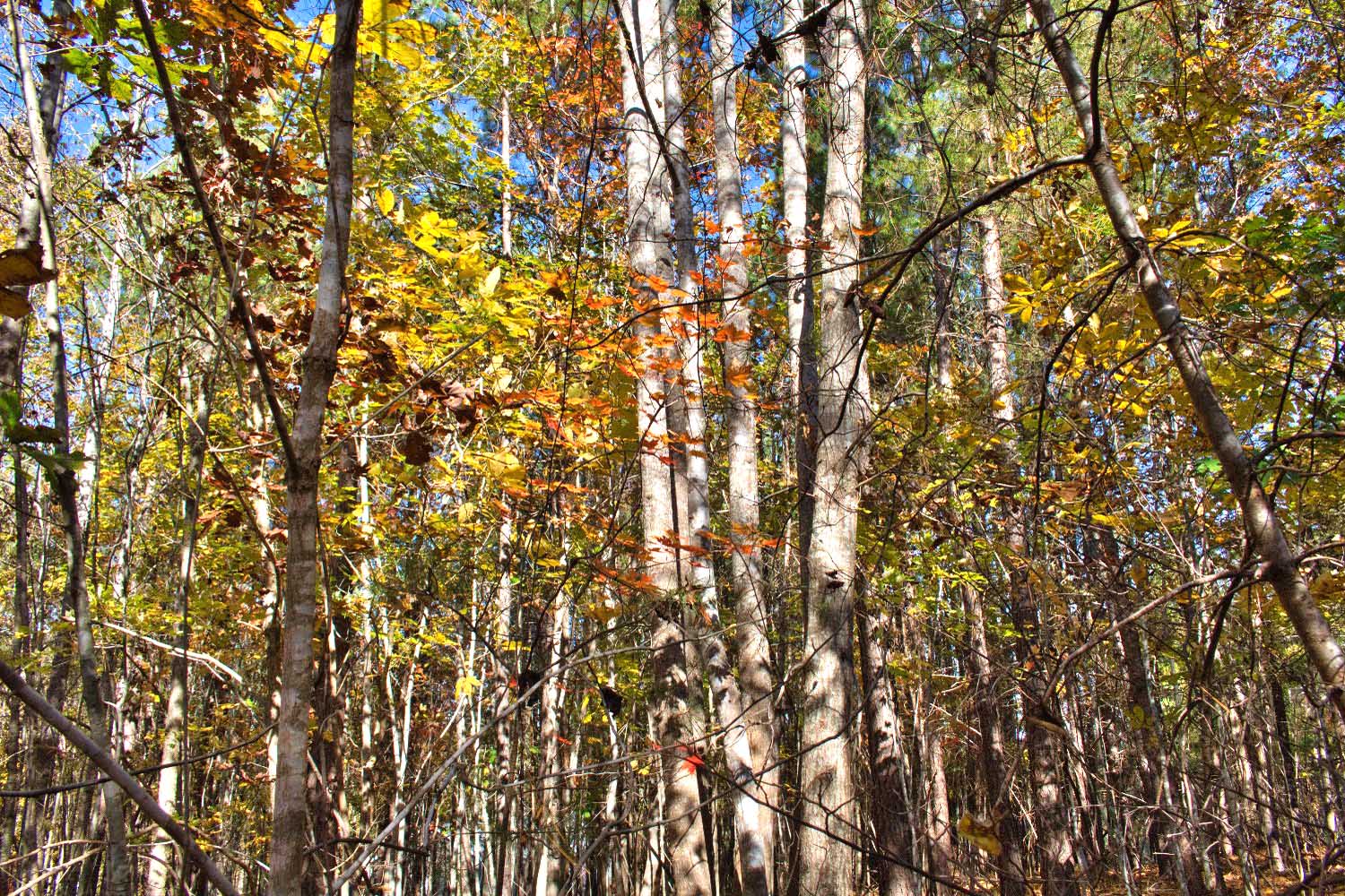 gently sloped, wooded land in Clearwater Creek mls 4320333