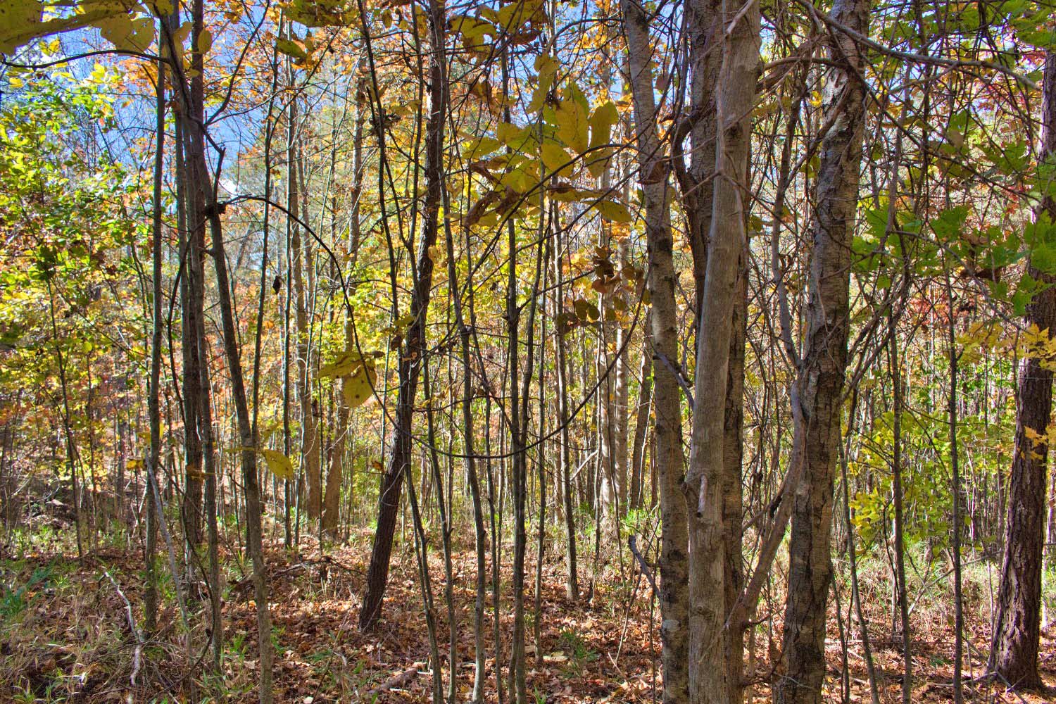 gently sloped, wooded land in Clearwater Creek mls 4320333
