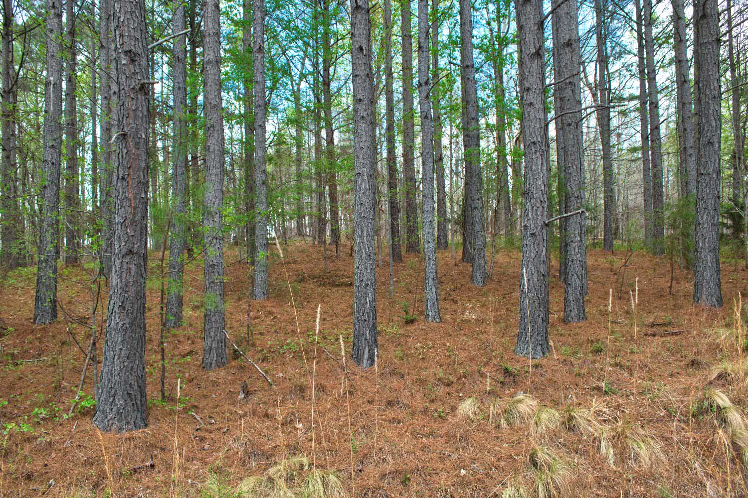 Clearwater Creek