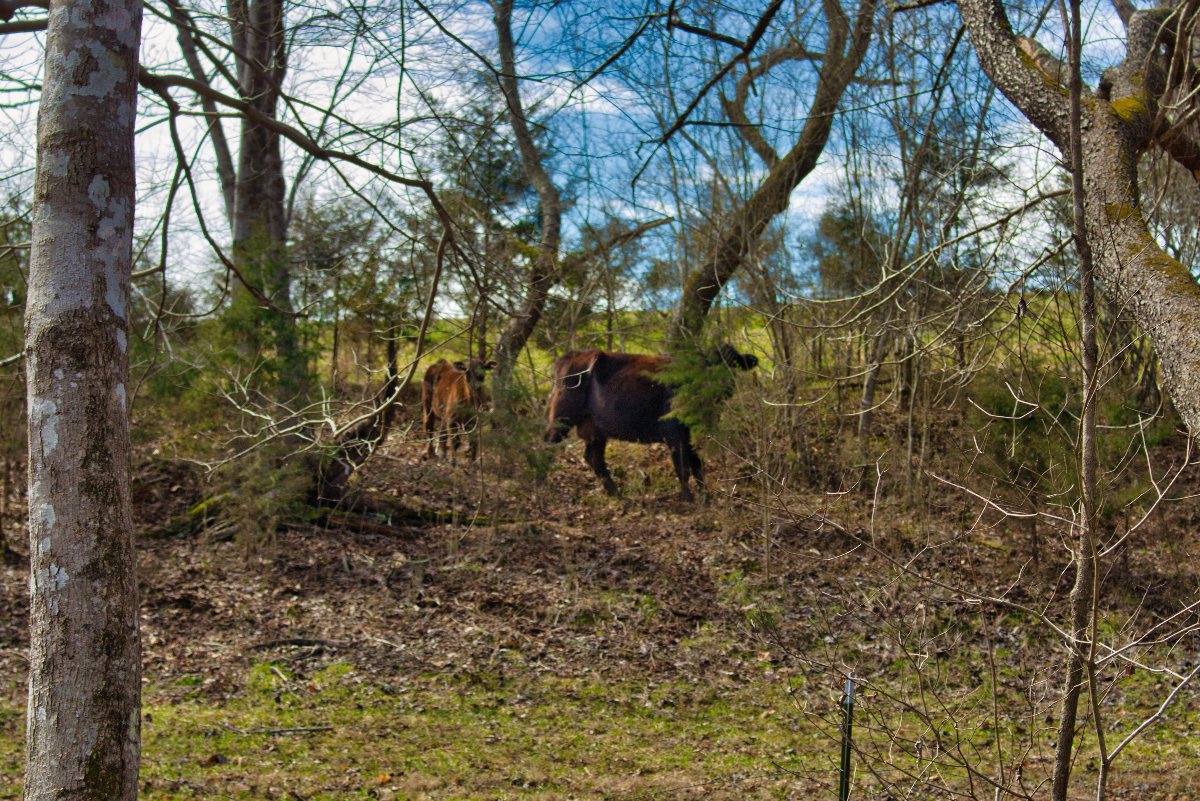 wooded lot 175 in Clearwater Creek