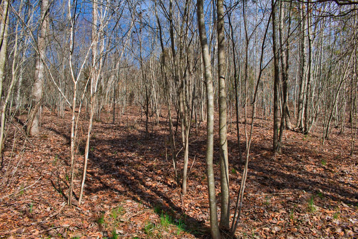 wooded lot 175 in Clearwater Creek