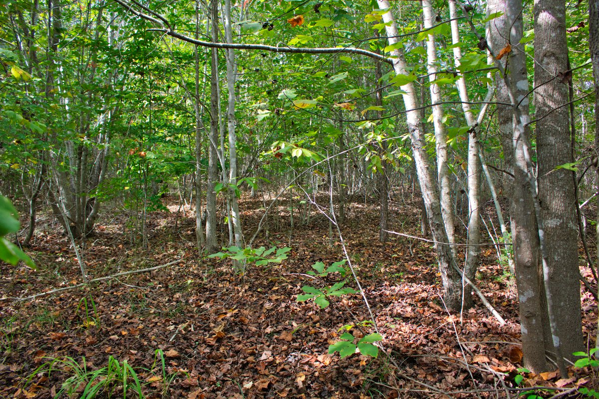 level build site on lot 194 in Clearwater Creek