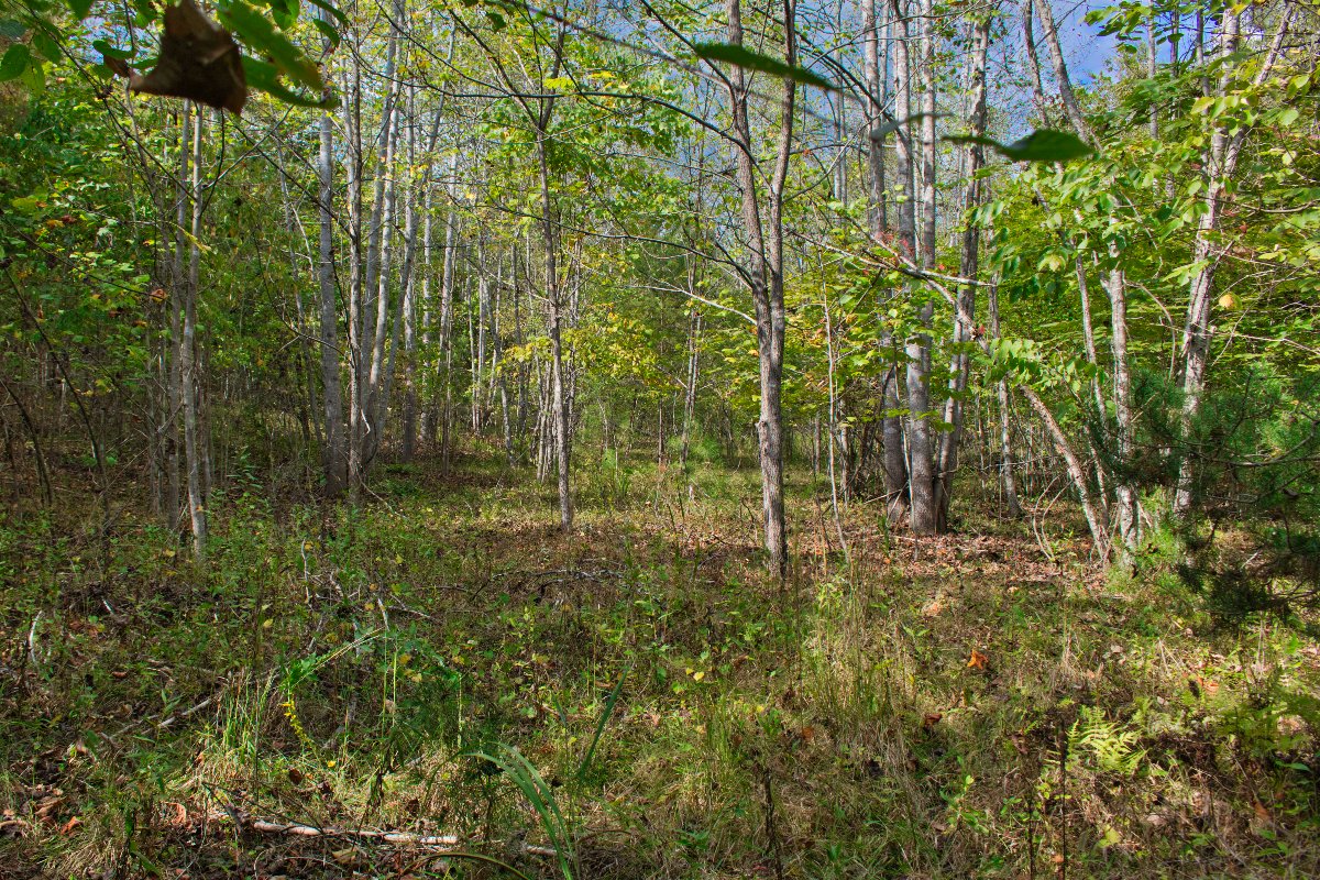 Wooded land in Rutherford County, NC