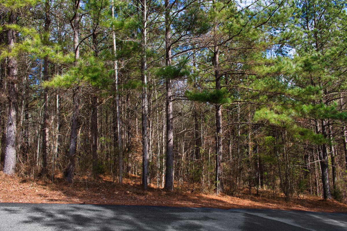 sloped, wooded land in Clearwater Creek