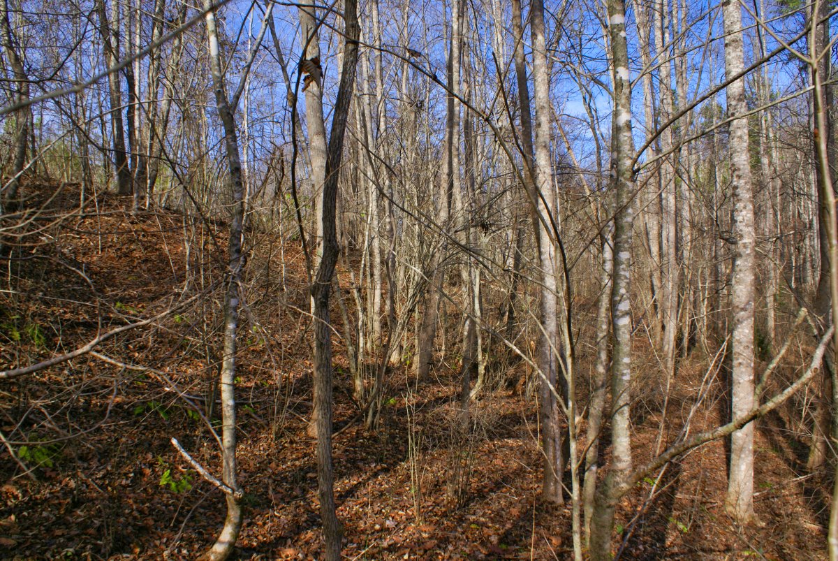 wooded, sloping land with stream frontage in Clearwater Creek