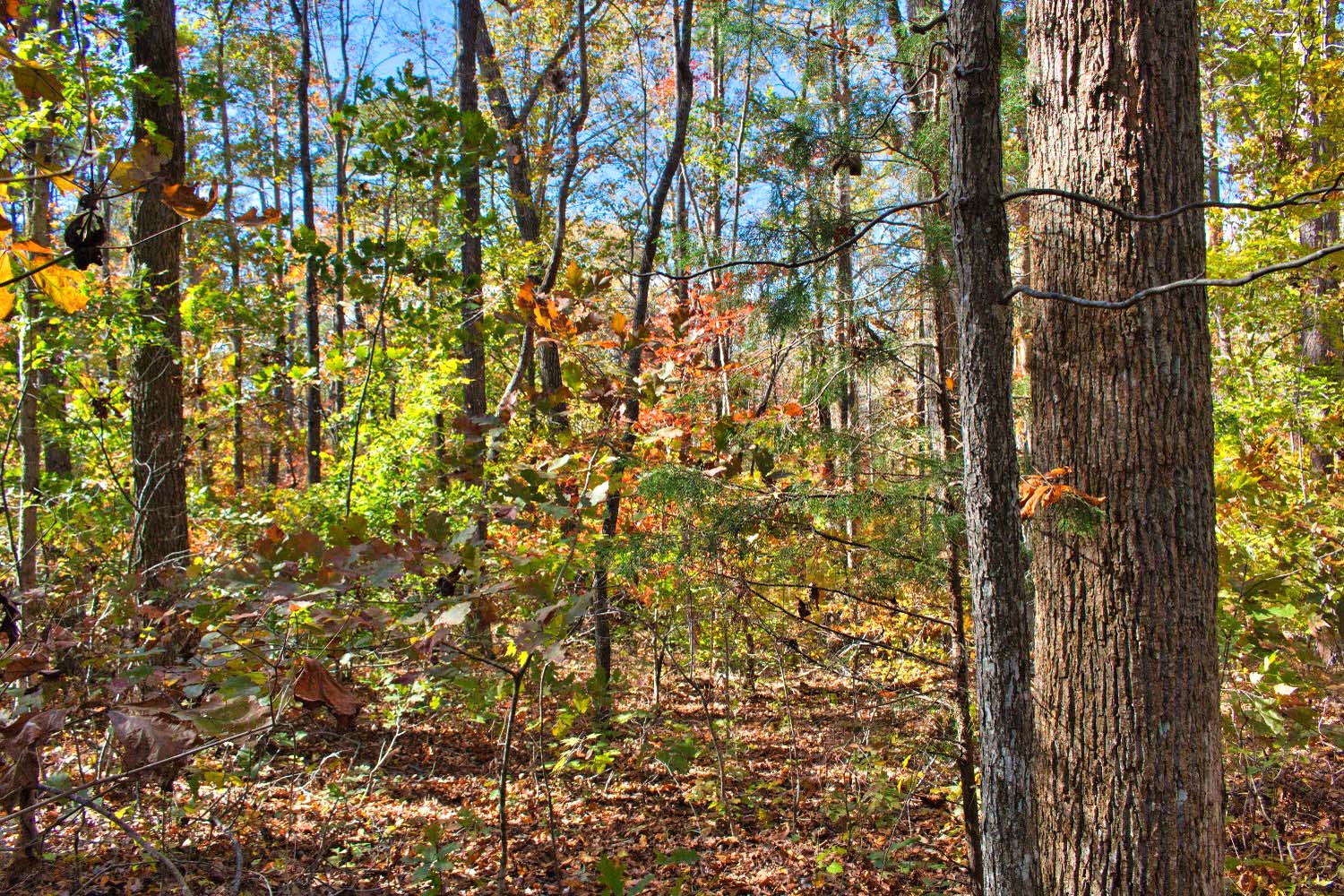 gently sloped, wooded land in Clearwater Creek mls 4320334