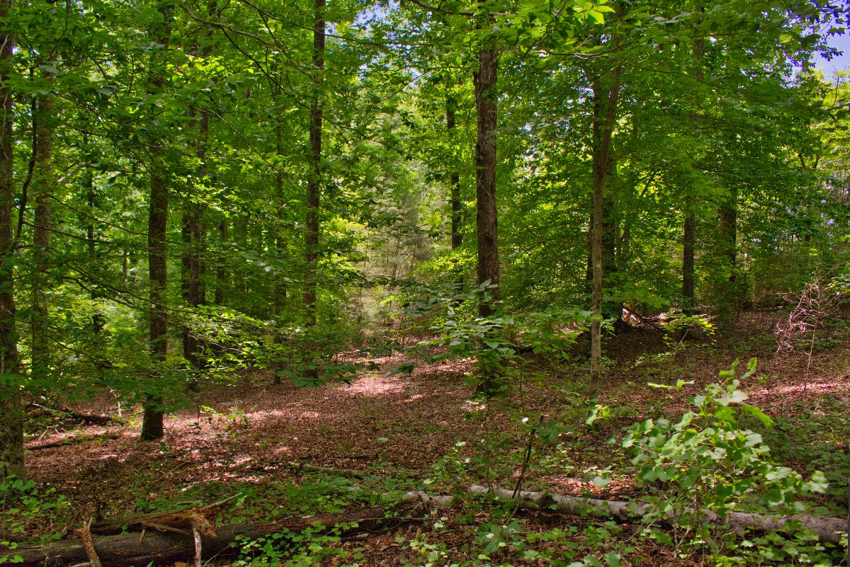 wooded, sloping land with stream frontage in Clearwater Creek