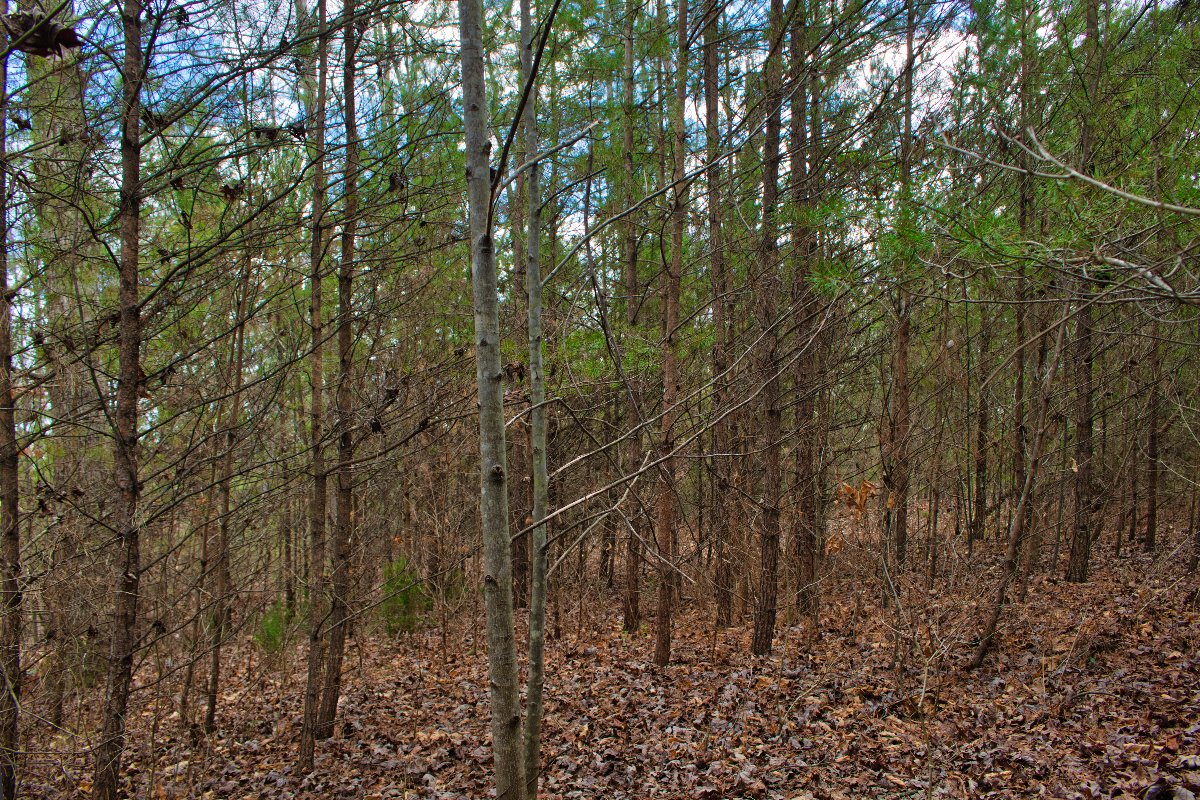 Near-level land in Clearwater Creek