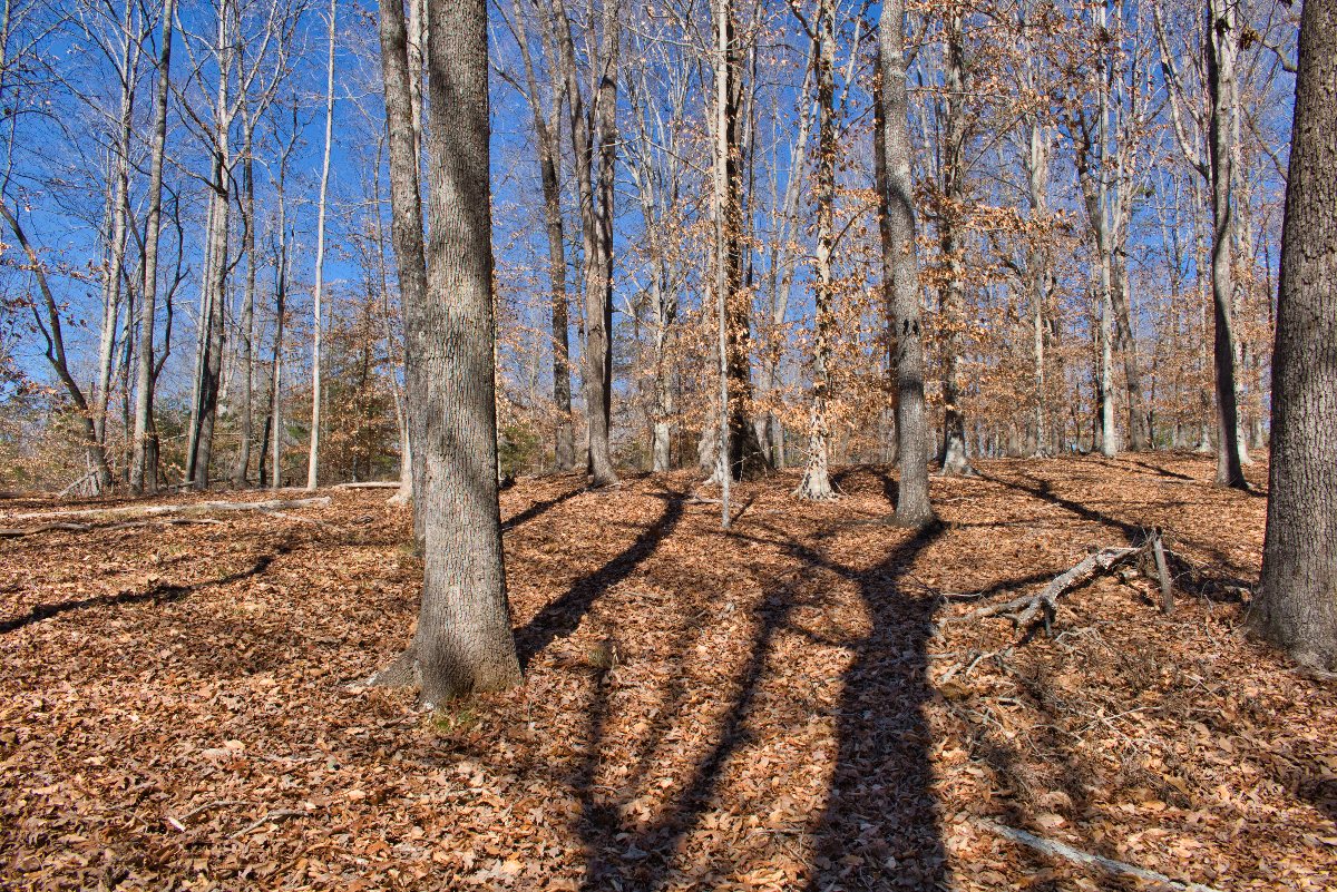 wooded land in western NC's Clearwater Creek