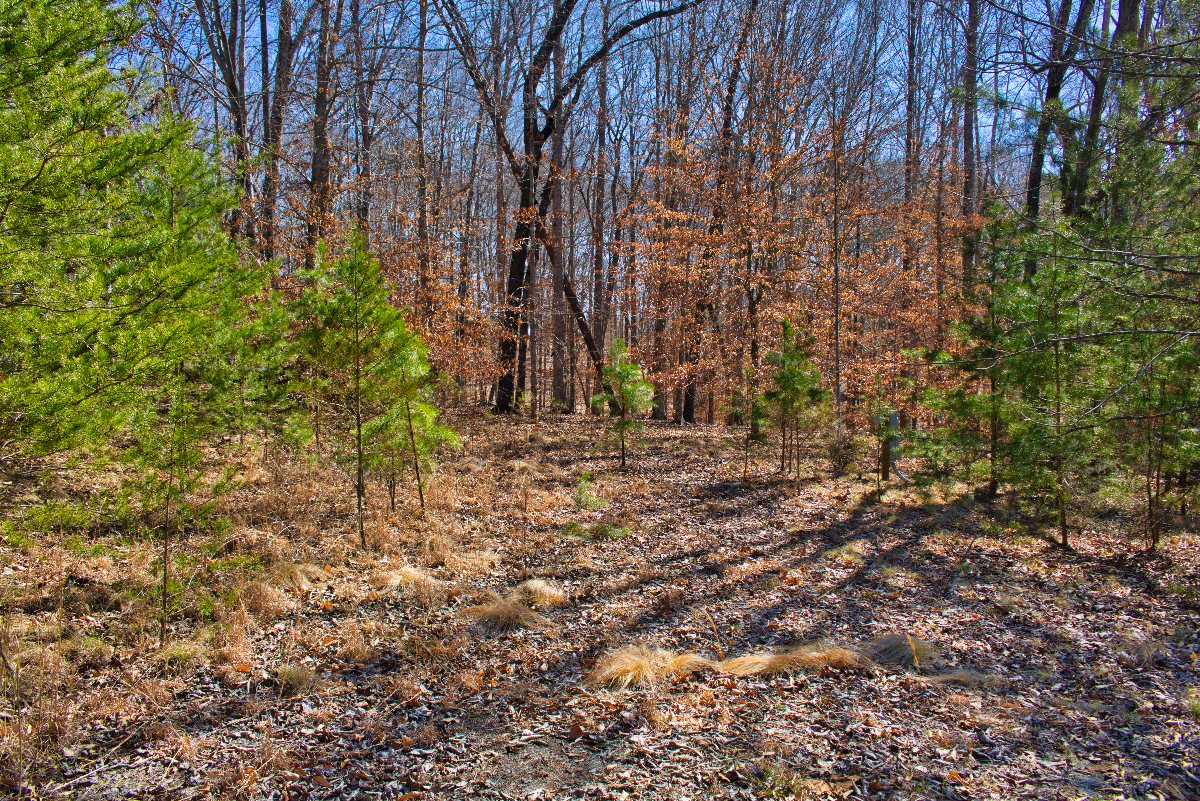 Wooded land in Rutherford County, NC