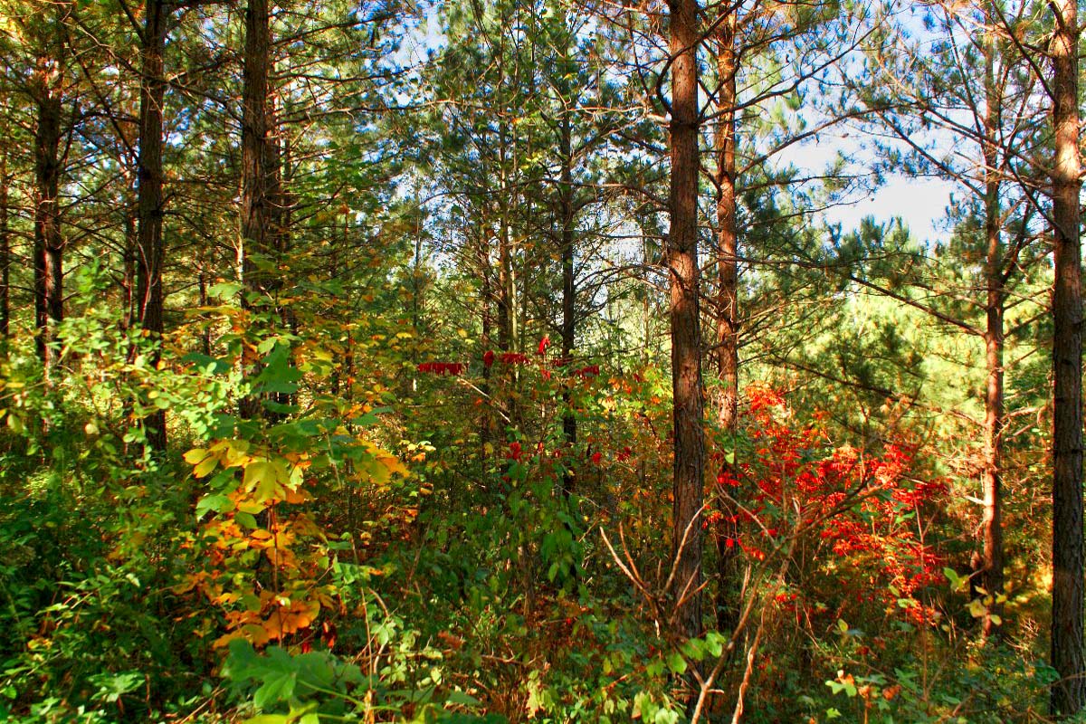 1.9 acres of wooded land in Hearthstone Ridge
