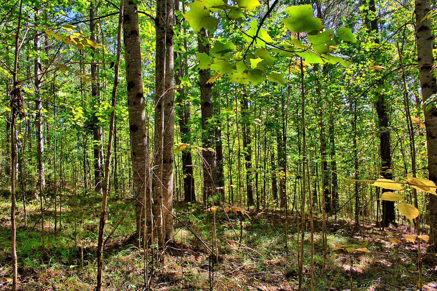 MLS# 4428936 | 1.19 acres in Hearthstone Ridge