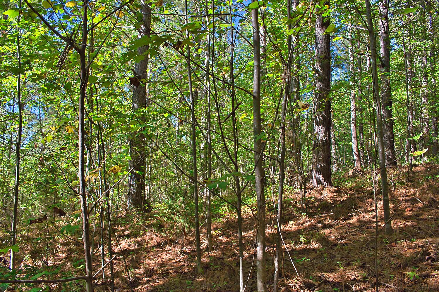 MLS# 4428936 | 1.19 acres in Hearthstone Ridge