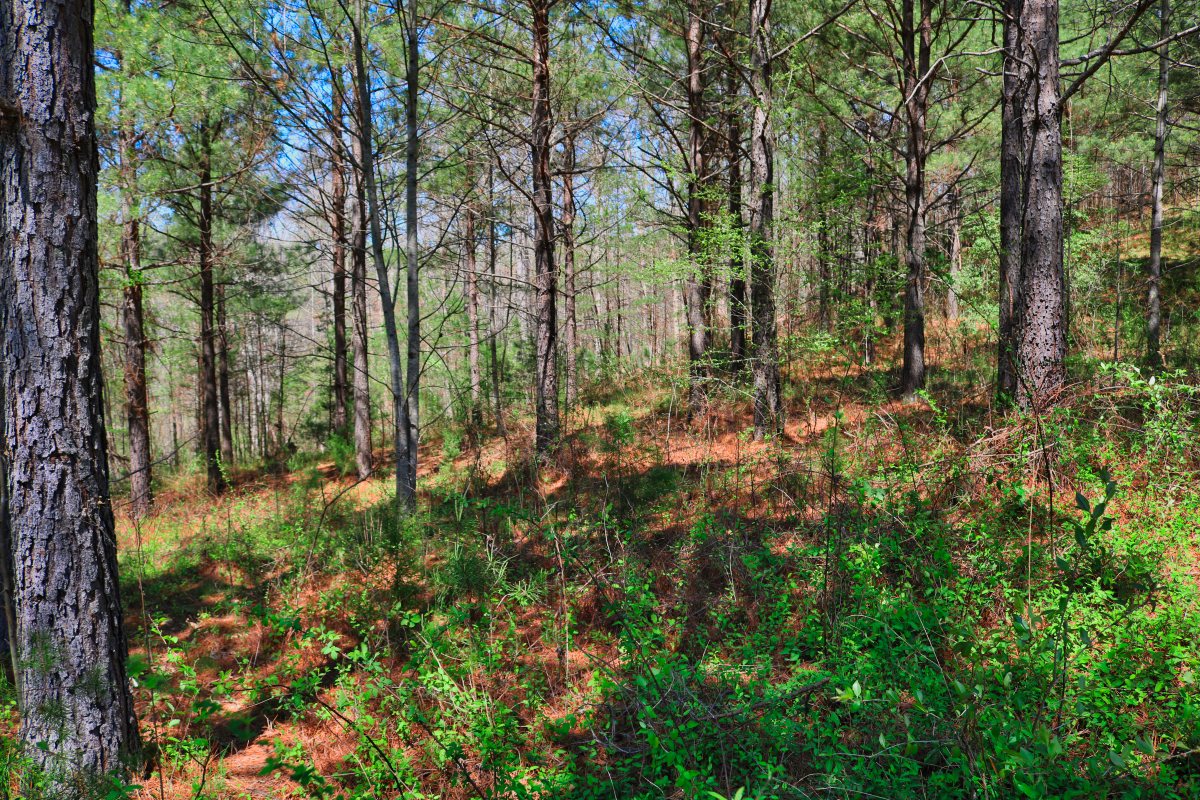 1.71 sloped acres in Hearthstone Ridge