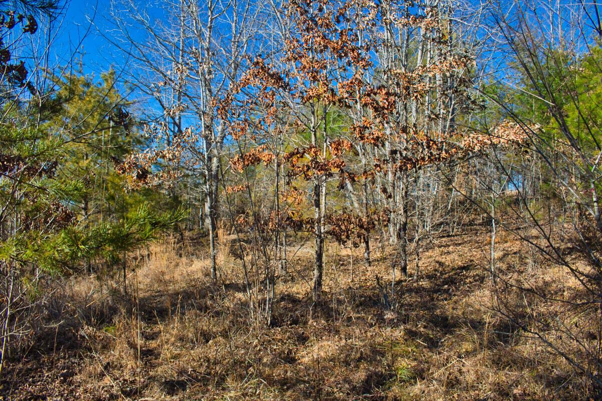mountain view land