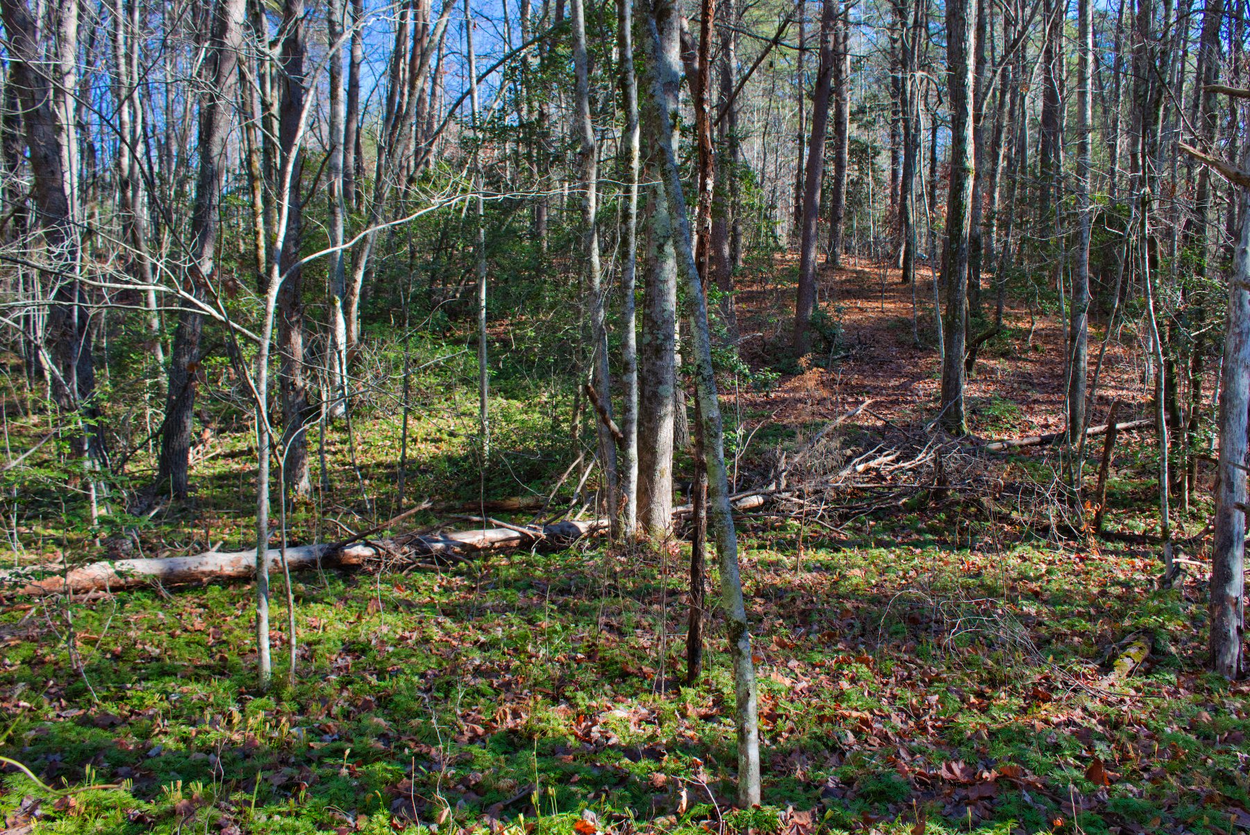 Level land on Westridge Dr, Lake Lure, NC