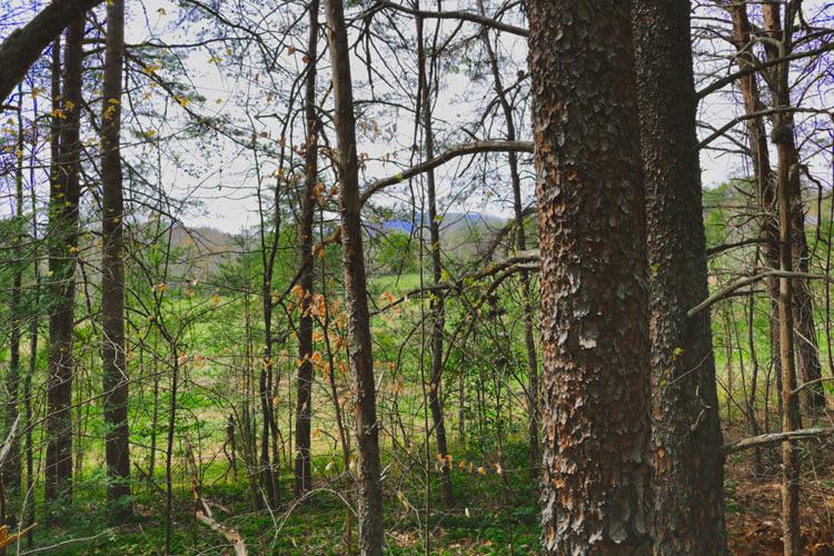 Wooded land in Rutherford County, NC